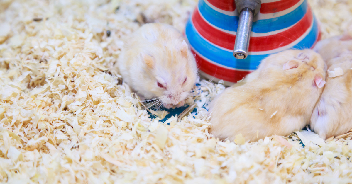 What Type of Bedding Is Best for Hamsters?
